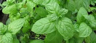 Plant de menthe verte  : aromatique