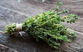 Plant de thym commun  : aromatique
