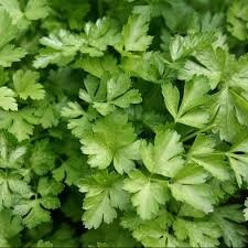 Plant de persil plat : aromatique