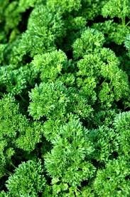 Plant de persil frisé : aromatique
