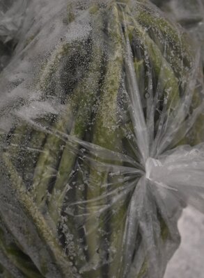 Haricots congelés