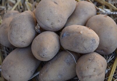 Pomme de terre charlotte