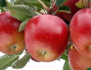Pomme aporo