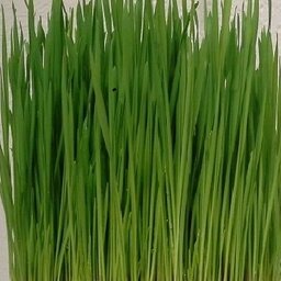 Herbe de blé