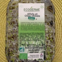 Graines germées d'alfalfa et chou chinois
