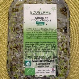 Graines germées d'alfalfa et chou chinois