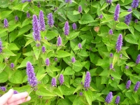 Agastache anisée (plant)