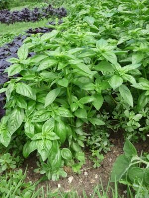 Basilics grand vert