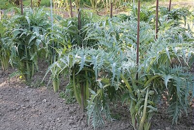Cardon (plant)