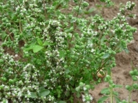 Marjolaine officinale