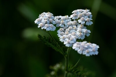Achillée millefeuille