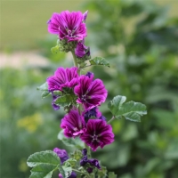 Mauve de mauritanie (malva sylvestris var. mauritanica)