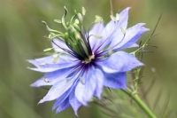 Nigelle de damas »nigella damascena »