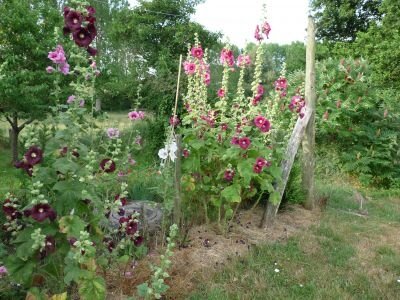 Rose trémière en mélange