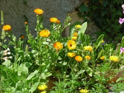 Souci des jardins