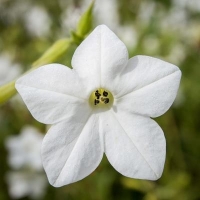 Tabacs grandiflora au parfum de jasmin