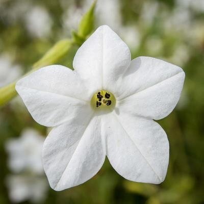 Tabacs grandiflora au parfum de jasmin