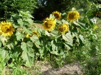 Tournesol nain jaune