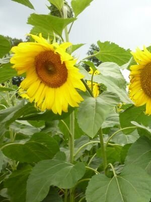 Tournesol soleil