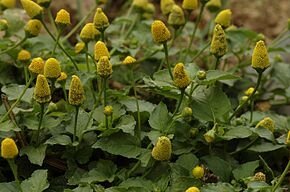Brèdes mafane (acmella oleracea)
