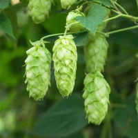Houblon