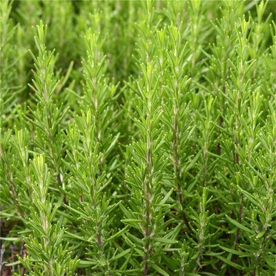 Romarin « rosmarinus officinalis »