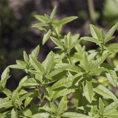 Verveine citron »lippia citriodora »