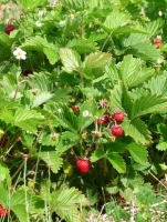 Fraisier des quatre saisons