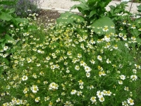 Camomille matricaire