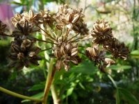 Céleri perpétuel (livèche)