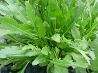 Roquette sauvage