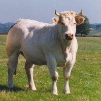 Colis famille de boeuf charolais 5kg