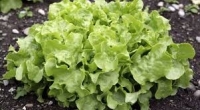 Feuille de chêne verte