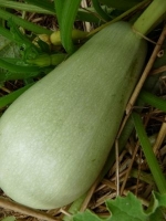 Courgette blanche d’egypte