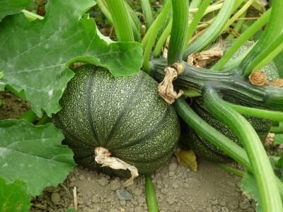 Courgette de nice à fruit rond