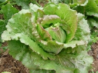 Laitue batavia pasquier