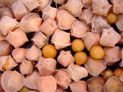Physalis pubescent