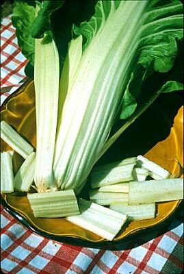 Poirée verte à carde blanche