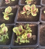 Plant d'oseille rouge