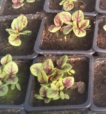 Plant d'oseille rouge