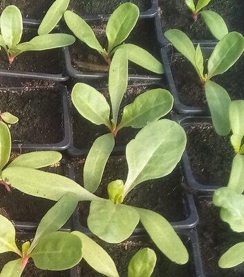 Plant blette verte