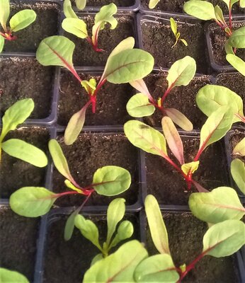 Plant blette rouge