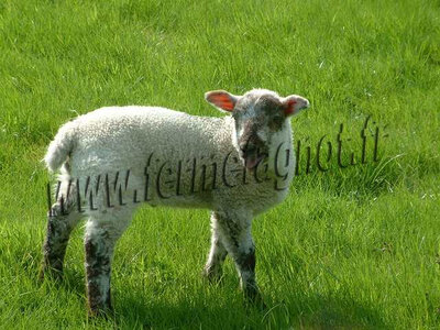 Colis d'agneau 1/4 avant 3 kilo