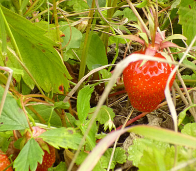 Sorbet fraise