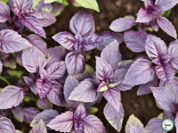 Plant basilic 'pourpre'