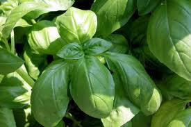 Plant 'basilic citron'