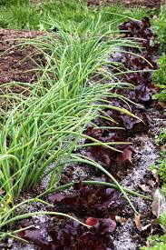 Plant de ciboulette