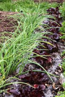 Plant de ciboulette motte