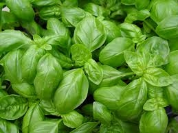 Plant basilic grande feuille en motte