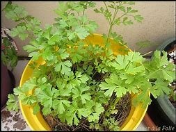 1 x plant persil plat